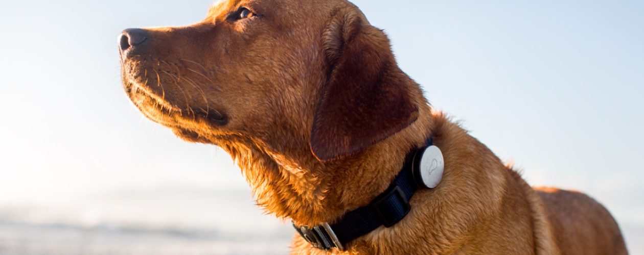 Know about the gps dog collar