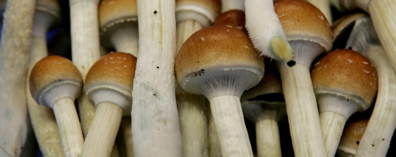 Buy shrooms Toronto is more common than you think