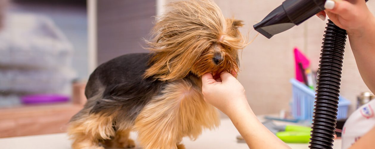 What Are The Reasons Of Opting Dog Blow Dryers?