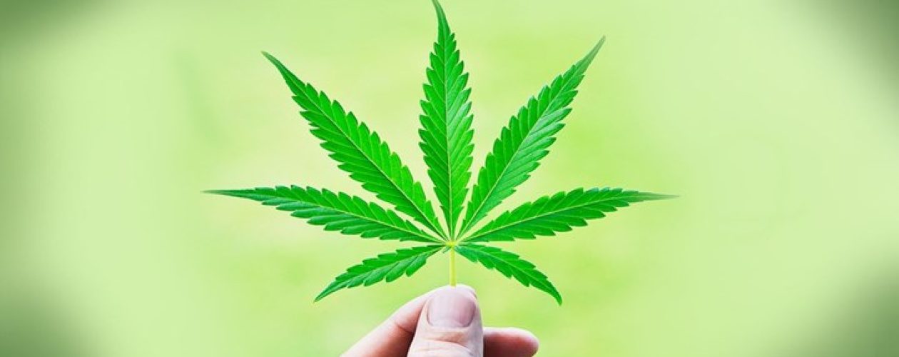A Comprehensive Guide to Weed Delivery Services